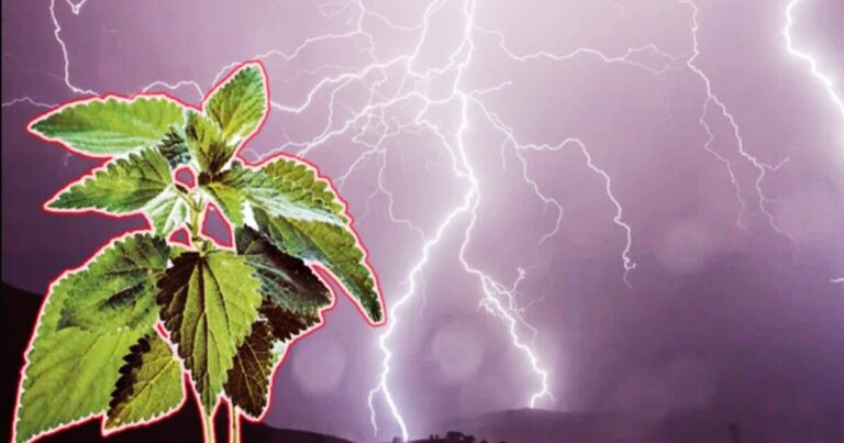 Неће гром у коприве