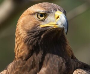 Епопеја орла који није случајно на српском грбу, заточен у Сирији, Срби га сада ослобађају!