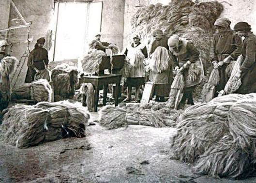 Историјат и значај узгоја конопље у Србији…