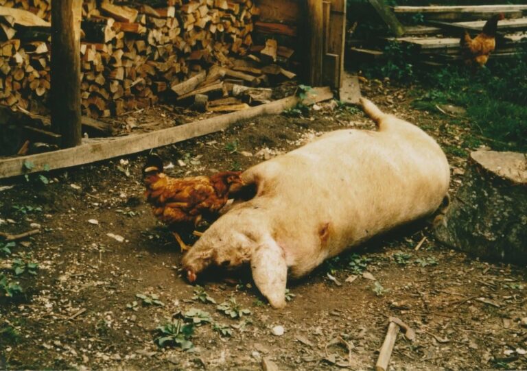 Системско уништавање имовинског и сточног фонда у операцији „Олуја”